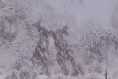 Кенгуру подрались под внезапным снегопадом в Австралии - mur.tv - Австралия