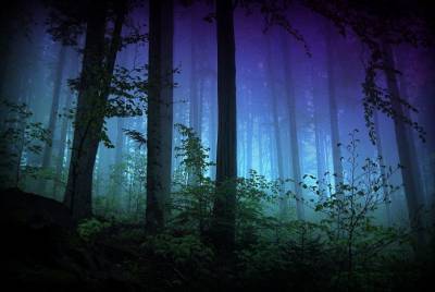 Как долго вы продержитесь, заблудившись ночью в лесу? - flytothesky.ru