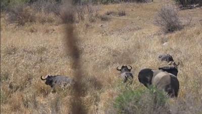 Схватку стада слонов с буйволом-меланхоликом сняли на видео - mur.tv - Юар