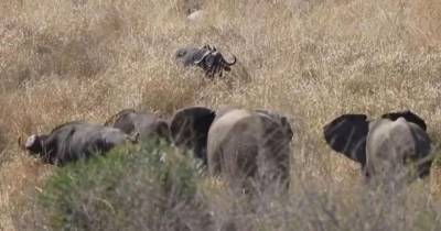 Противостояние буйвола и разъяренных слонов попало на видео - mur.tv