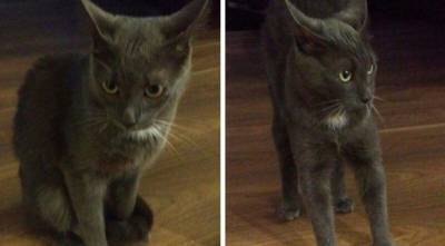 Девушка пристроила найденного кота, но затем увидела объявление о нем в интернете - mur.tv - Петрозаводск