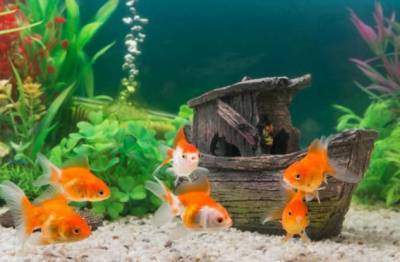 Могут ли аквариумные рыбки выжить в обычном пруду? - chert-poberi.ru