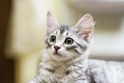 Почему кошки откликаются на кис-кис? - mur.tv - Россия