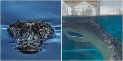 Увидев как плавают крокодилы, вы перестанет их опасаться - mur.tv
