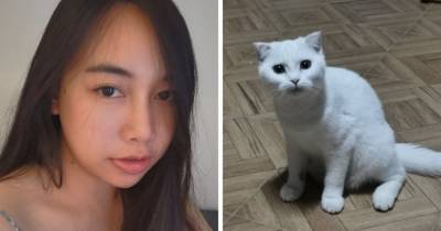 Хозяйка превратила кошку в покемона, пока лечила её народным средством. Ведь куркума + белая шерсть = провал - mur.tv - Таиланд