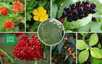 7 ядовитых растений, которые можно перепутать с культурными - sadogorod.club
