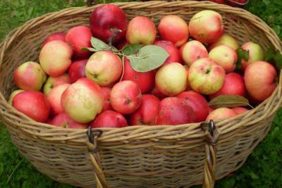 Что делать с огромным урожаем яблок - woman.rambler.ru