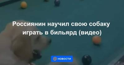 Россиянин научил свою собаку играть в бильярд (видео) - mur.tv