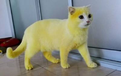 Жительница Таиланда лечила кошку и случайно окрасила ее в желтый цвет - mur.tv - Таиланд