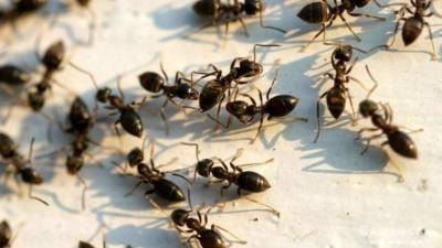 Садовые муравьи на приусадебном участке – польза, вред, народные методы борьбы - sdelay.tv