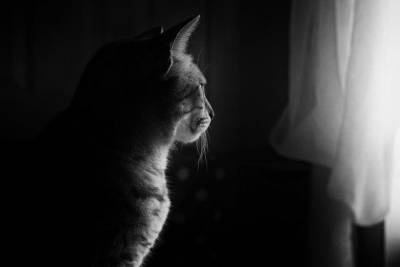 В Ессентуках кошки два года были заперты в квартире умершей хозяйки - mur.tv
