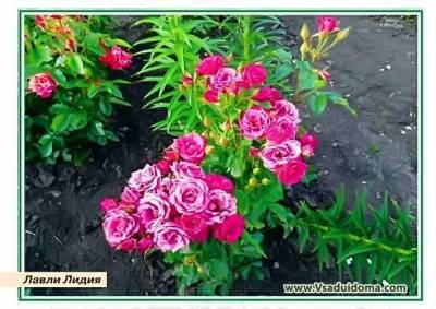 Розы спрей (букетные) названия и описание сортов - sadogorod.club