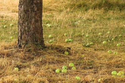 Зачем нужен компост: 7 полезных применений для семян, грядок и деревьев - sadogorod.club