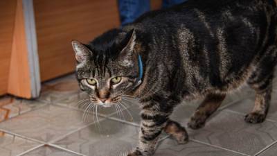 Бешеная кошка “посадила” село в Черноморском районе на карантин - mur.tv - республика Крым - Симферополь