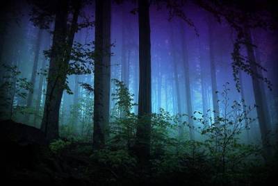 Как долго вы продержитесь, заблудившись ночью в лесу? - lifehelper.one