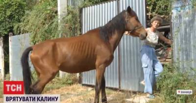 Кожа и кости: зоозащитники обнаружили у жительницы Винницы истощенную лошадь - mur.tv - Одесса