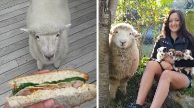 Домашняя овечка считает себя собакой - mur.tv - Новая Зеландия