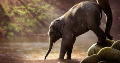 В зоопарке нервных слонов утешат каннабисом - mur.tv