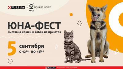 В Москве пройдёт выставка-пристройство собак и кошек из приютов - mur.tv - Москва
