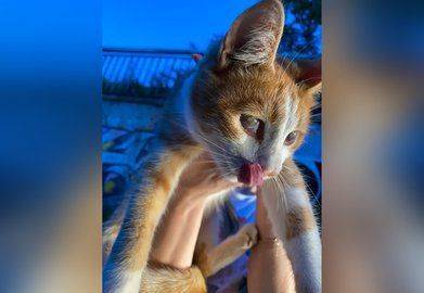 Помогите пристроить: В Уфе слепой котёнок выживает под мостом - mur.tv - Уфа