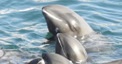 18 дельфинов погибли при загадочных обстоятельствах - mur.tv - Маврикий