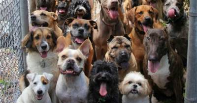 7 основных причин считать, что собаки лучшие питомцы - mur.tv - Сша - Англия