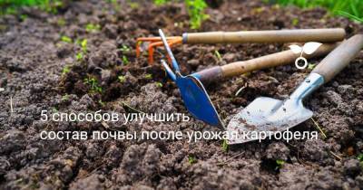 5 способов улучшить состав почвы после урожая картофеля - sadogorod.club