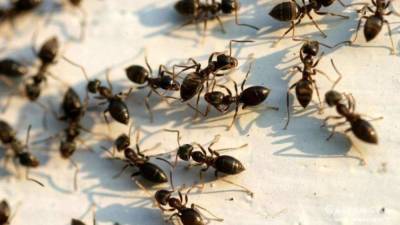 Садовые муравьи на приусадебном участке – польза, вред, народные методы борьбы - lifehelper.one