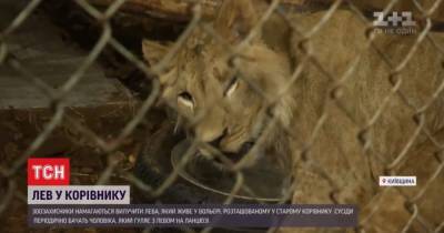 “Останется со мной до старости”: под Киевом зоозащитники обнаружили льва, которого держат в коровнике - mur.tv - Киев