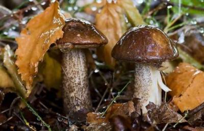 Как быстро появляются грибы после дождя, и сколько они растут - chert-poberi.ru
