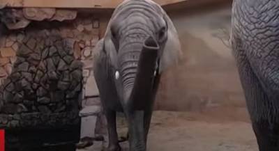 Стало известно, как в Варшавском зоопарке будут спасать слонов от стресса (ВИДЕО) - mur.tv - Варшава