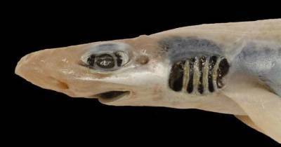 Акула лишилась зубов и кожи из-за загрязнения воды - mur.tv - Италия