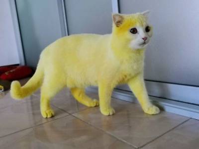 Как обычный кот стал жёлтым, или К каким курьезам может привести лечение народными средствами - mur.tv