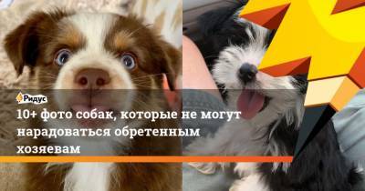 10+ фото собак, которые не могут нарадоваться обретенным хозяевам - mur.tv