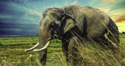 Запрет на пластик поможет спасти слонов - mur.tv