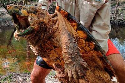 Впервые найдена гигантская грифовая черепаха весом 45 килограммов - mur.tv - штат Флорида - Usa