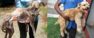 До и после: Сравнительные фотографии спасенных собак - chert-poberi.ru - Индия