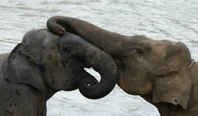 Ирина Зиганшина - Ради жизни слонов Шри-Ланка запрещает ввоз на остров любого пластика - mur.tv - Шри Ланка