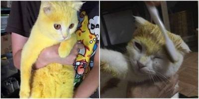 Девушка хотела вылечить кота народными средствами и превратила его в Пикачу - mur.tv - Таиланд