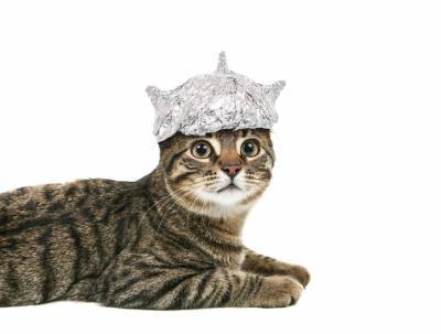 Топ 10 глупых изобретений для кошек - mur.tv - Япония