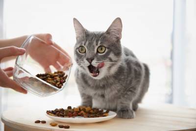 Питание стерилизованных кошек: советы по выбору корма - mur.tv