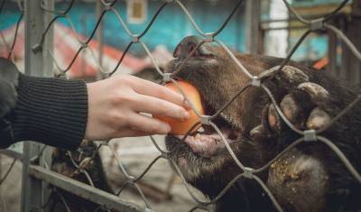 В Тюменском зоопарке можно взять любимого животного под опеку - mur.tv