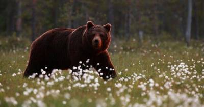 Турецкий фермер привлек медведей-воришек к дегустации меда и не прогадал - bigpicture.ru