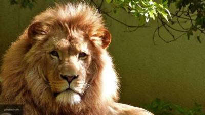Лев растерзал 16-летнюю сотрудницу частного зоопарка в Англии - mur.tv - Англия