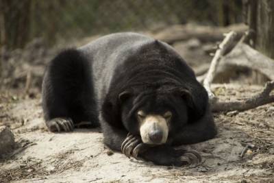 Бируанг самый маленький медведь в мире - mur.tv