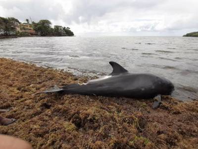 В Индийском океане погибло около 40 дельфинов. Вероятная причина разлив нефти - mur.tv - Япония - Маврикий