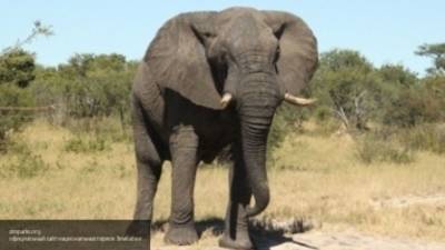 Ветеринары Зимбабве ищут причину загадочной гибели десятка слонов - mur.tv - Зимбабве