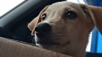 Лучший в мире “сувенир”: семья привезла из отпуска бездомного щенка с огромными глазами - mur.tv