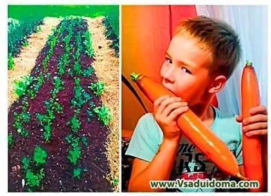 Выращивание моркови – посадка и уход. Моя «технология» (Великие Луки) - sadogorod.club