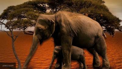 Ветеринары из Зимбабве расследуют смерть 11 слонов в лесу Пандамасуэ - mur.tv - Ботсвана - Зимбабве